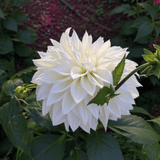 Dahlia White Perfection