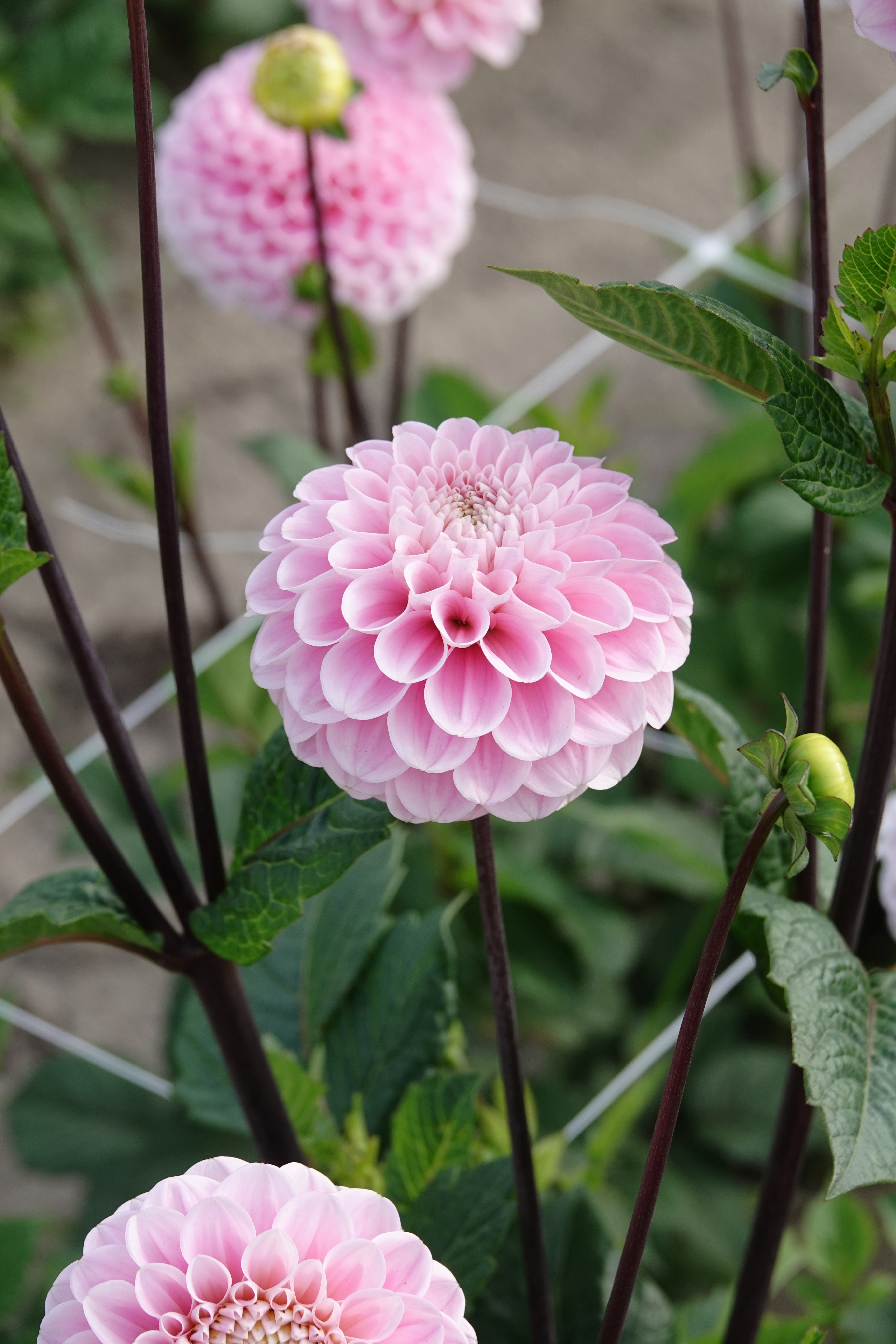 Dahlia Wizard of Oz