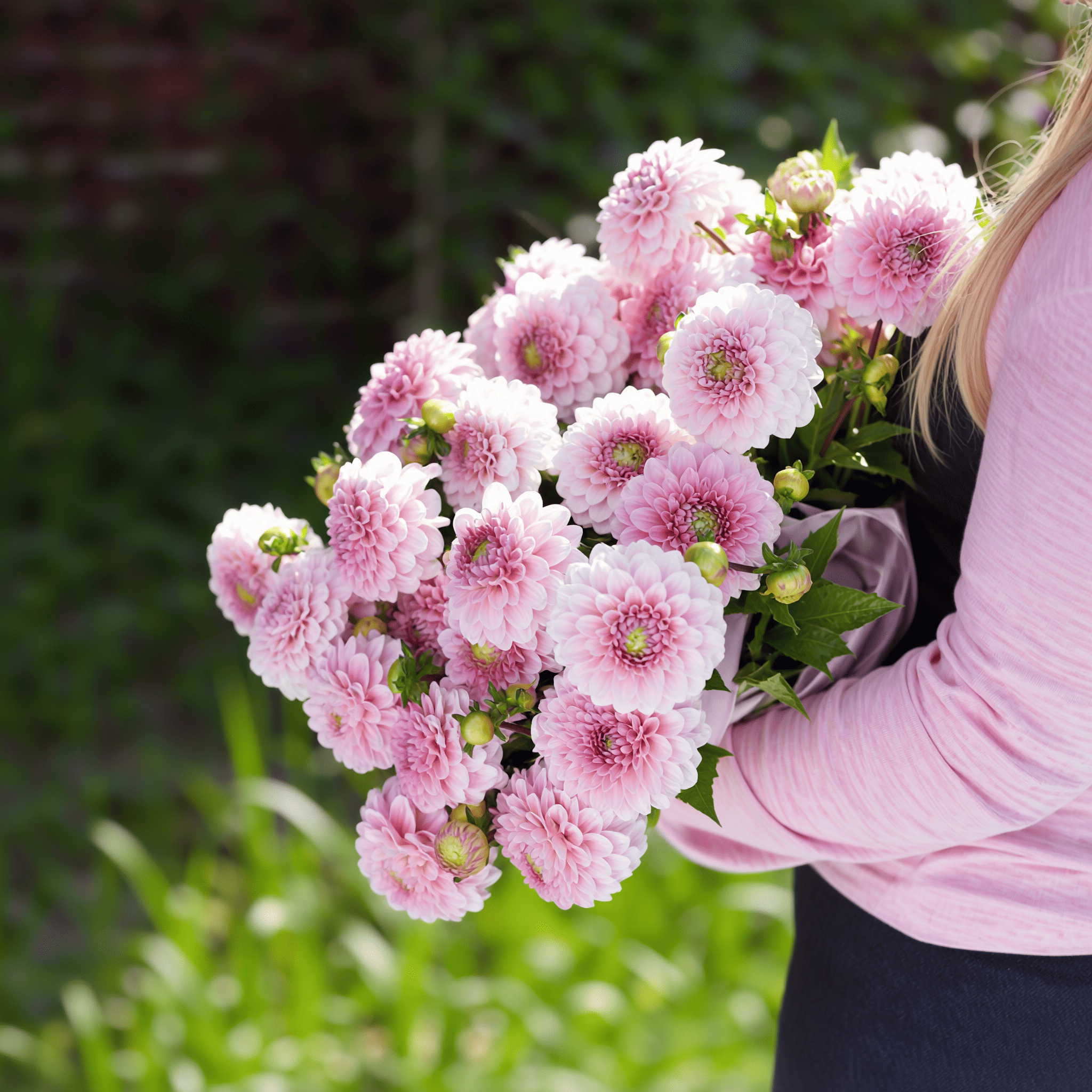 Dahlia Wizard of Oz