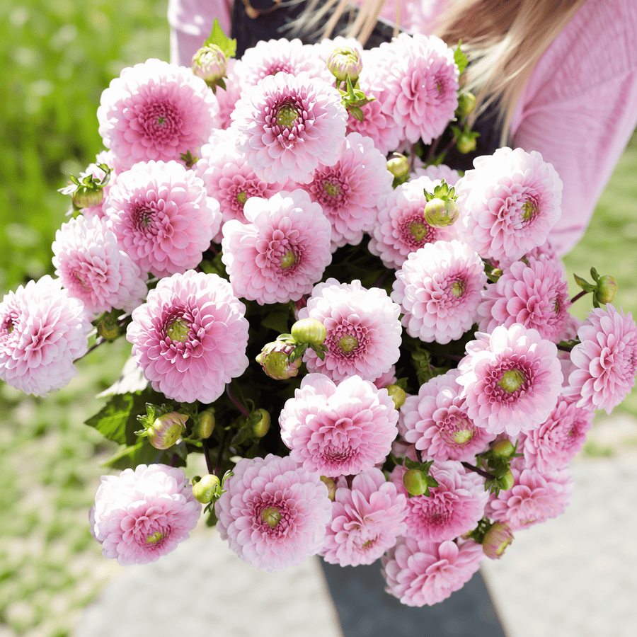 Dahlia Wizard of Oz