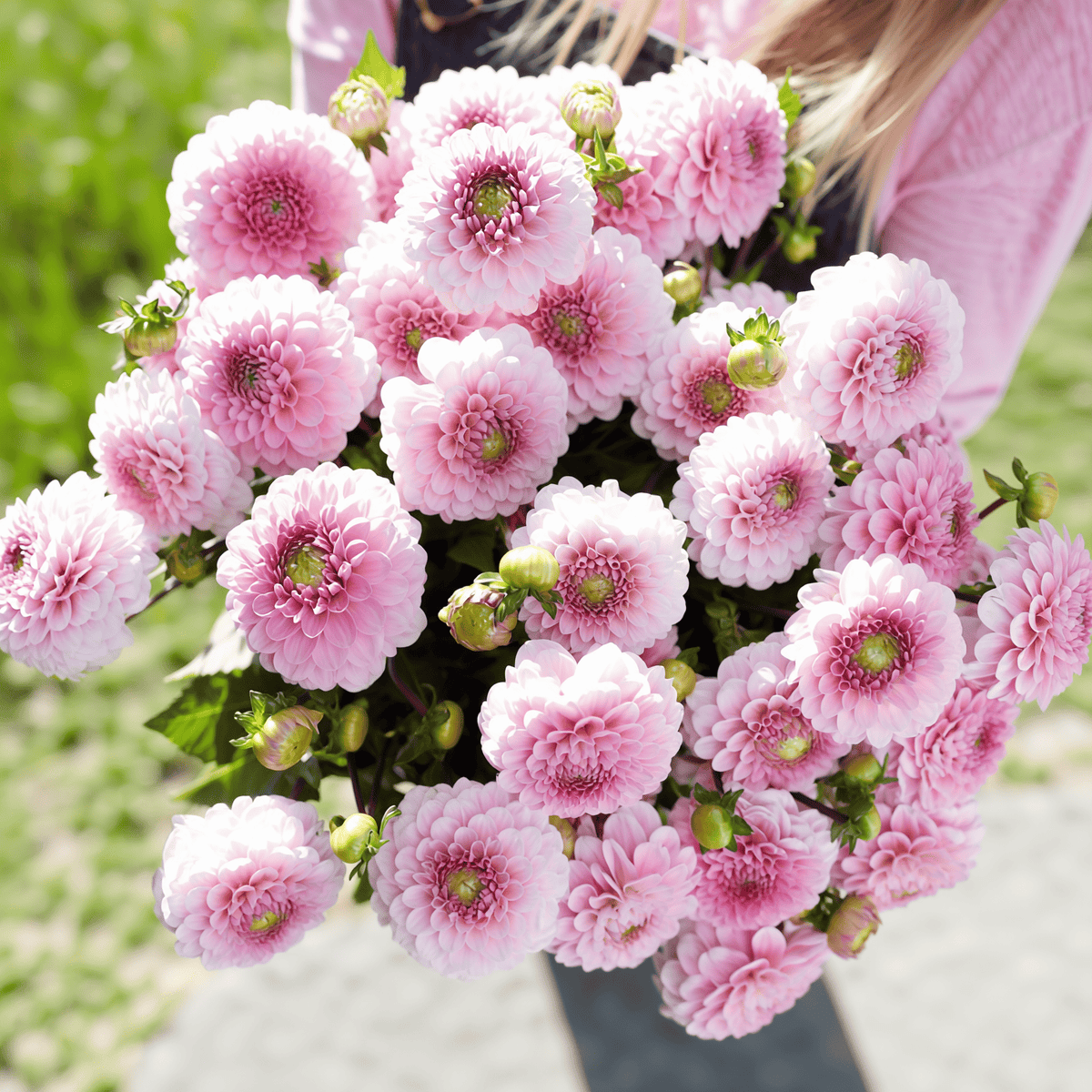 Dahlia Wizard of Oz