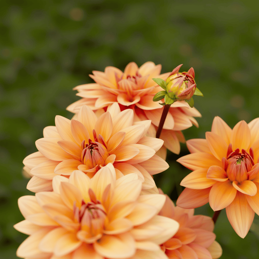 Dahlia Yelno Harmony