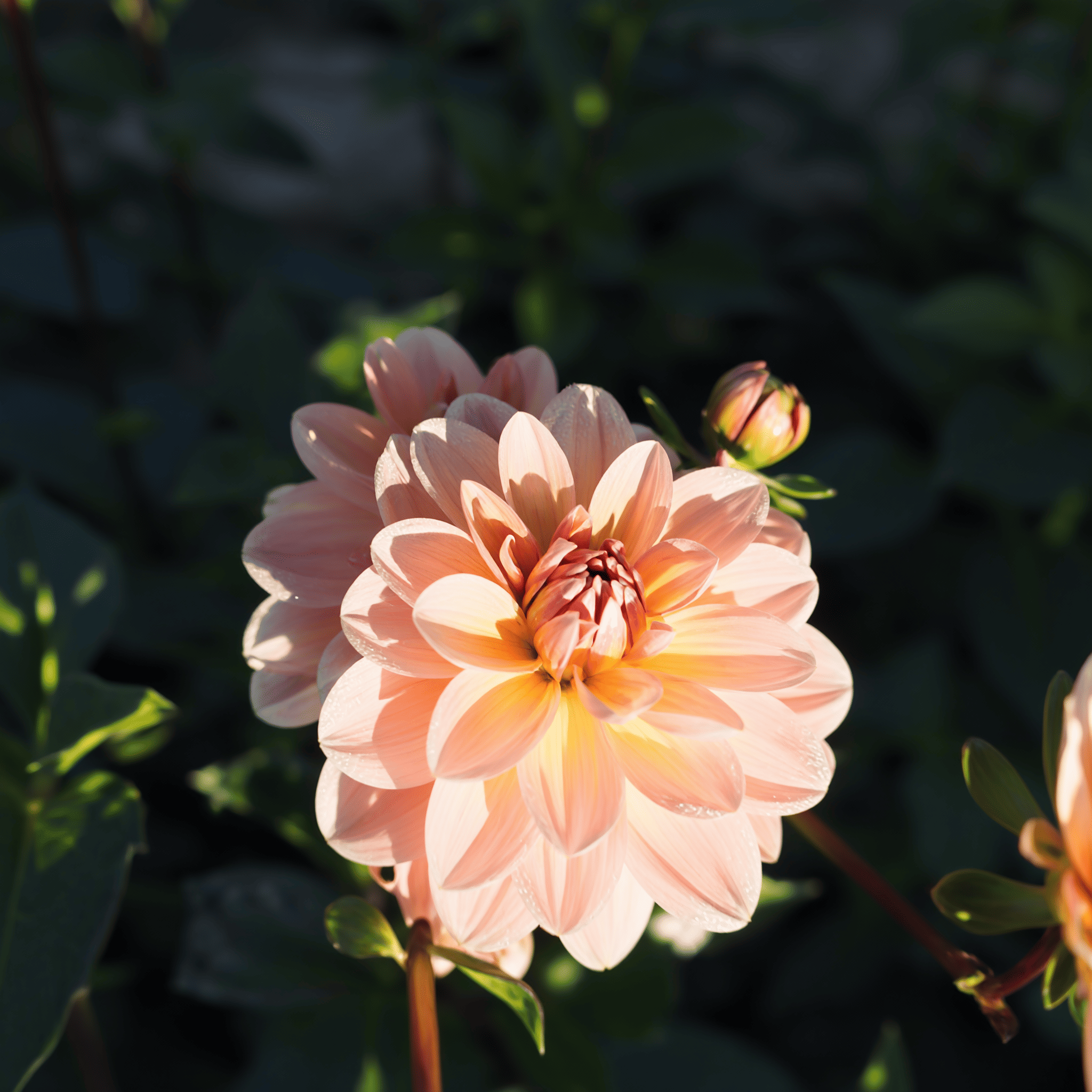 Dahlia Yelno Harmony