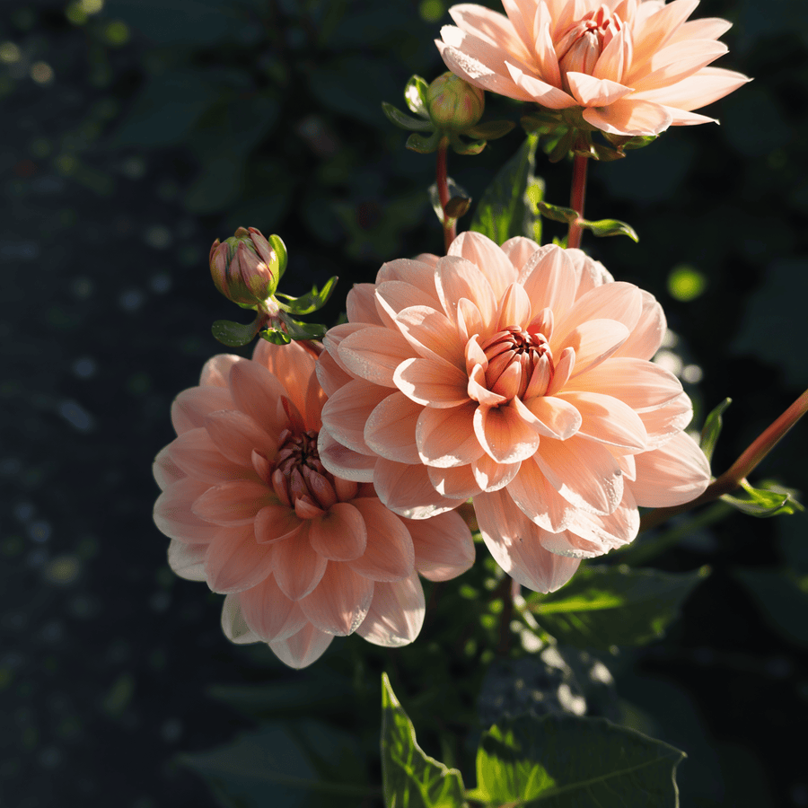 Dahlia Yelno Harmony