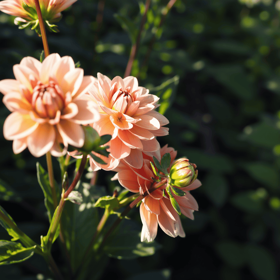 Dahlia Yelno Harmony