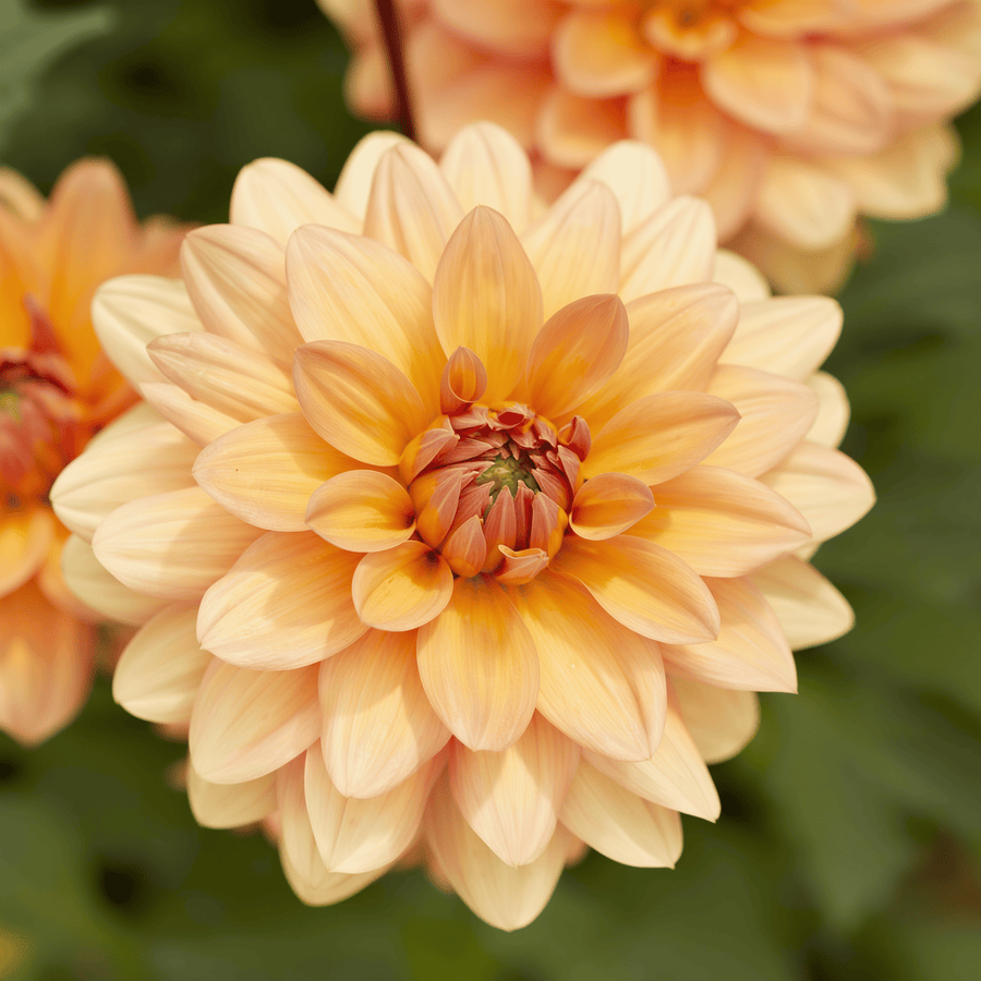 Dahlia Yelno Harmony