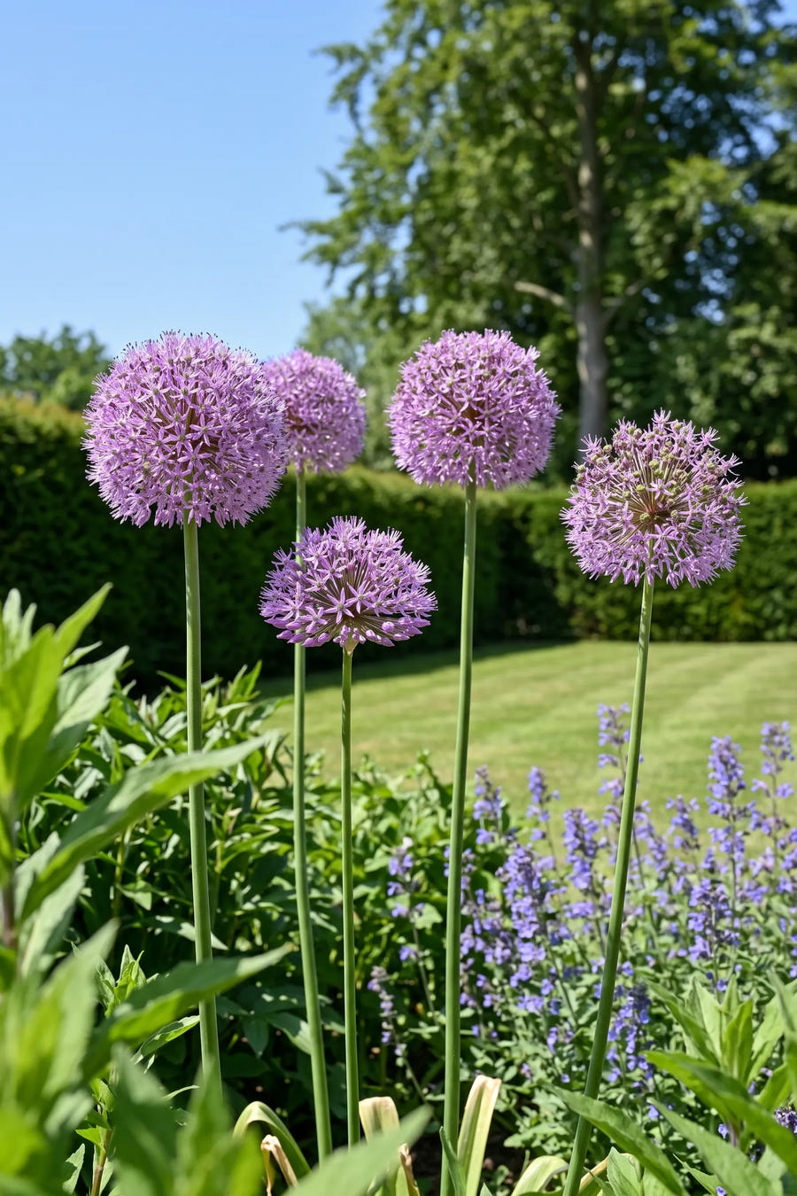 Allium Gladiator — in de border, extra beeld