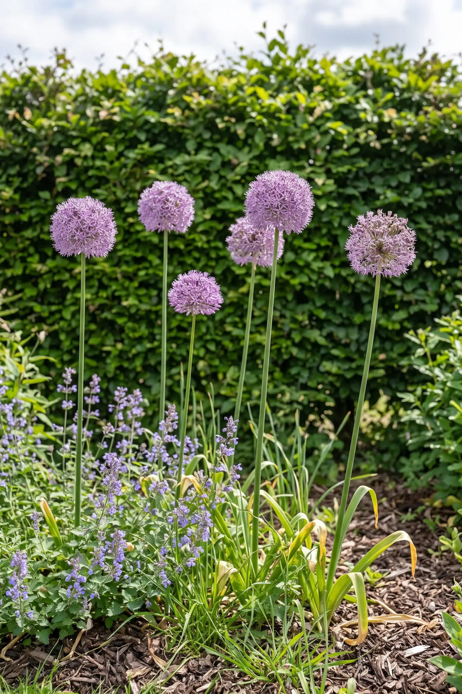 Allium Gladiator — in de border