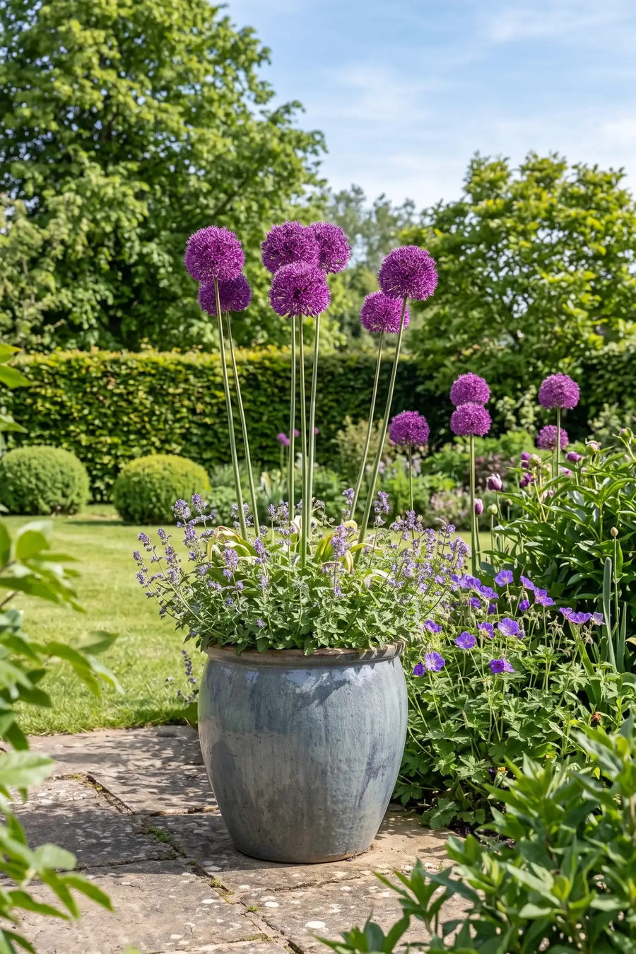 Allium Purple Sensation — in pot op terras, extra beeld