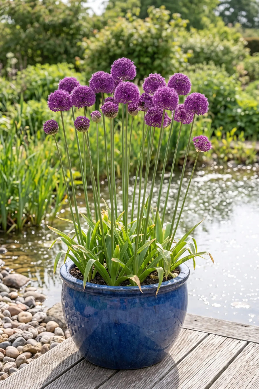 Allium Purple Sensation — in pot op terras, extra beeld
