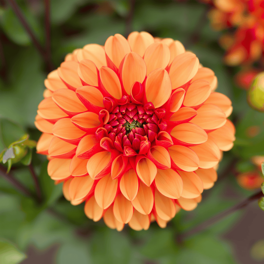 Dahlia American Sunset