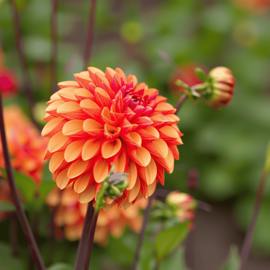 Dahlia American Sunset