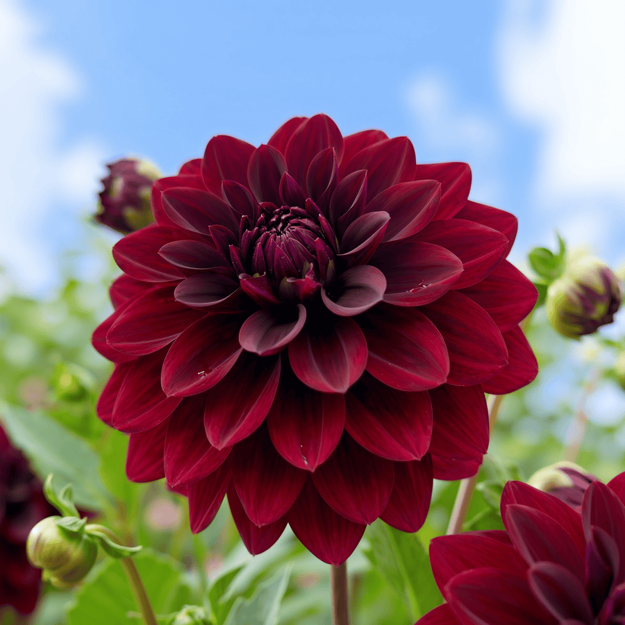 Dahlia Arabian Night