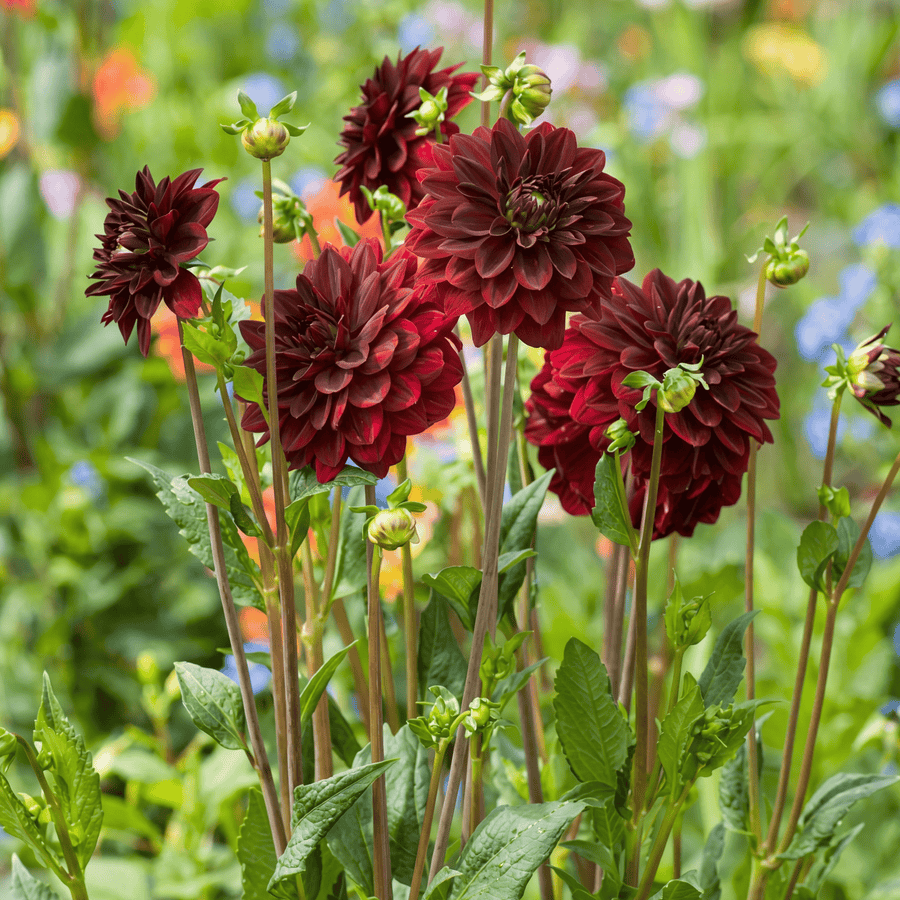 Dahlia Arabian Night