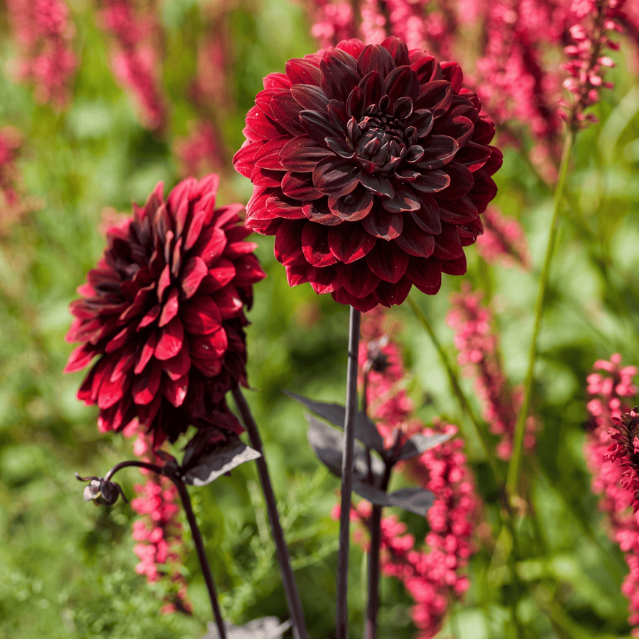 Dahlia Arabian Night