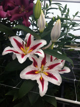 Lilium Big Smile