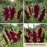 Collection Jardin d’Été de Glaïeuls
