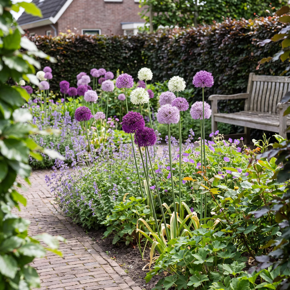 Boules d'allium violettes et blanches sur de longues tiges dans un massif néerlandais, avec un banc en bois et une haie de hêtres derrière