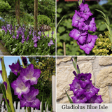 Collection Jardin d’Été de Glaïeuls
