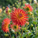 Dahlia Bora Bora