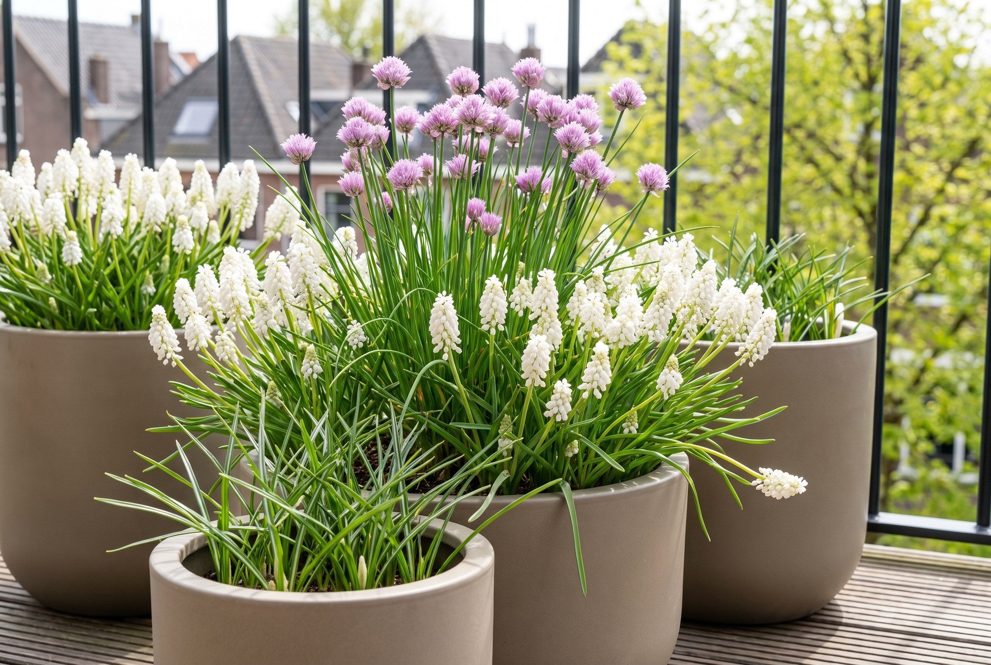 Jardin mellifère — Balcon pour abeilles
