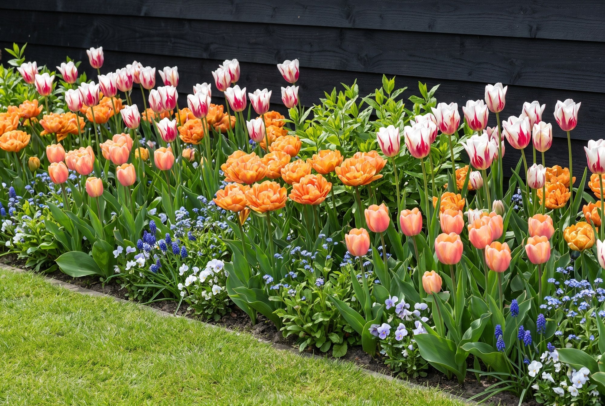 Jardin coloré — Carnaval