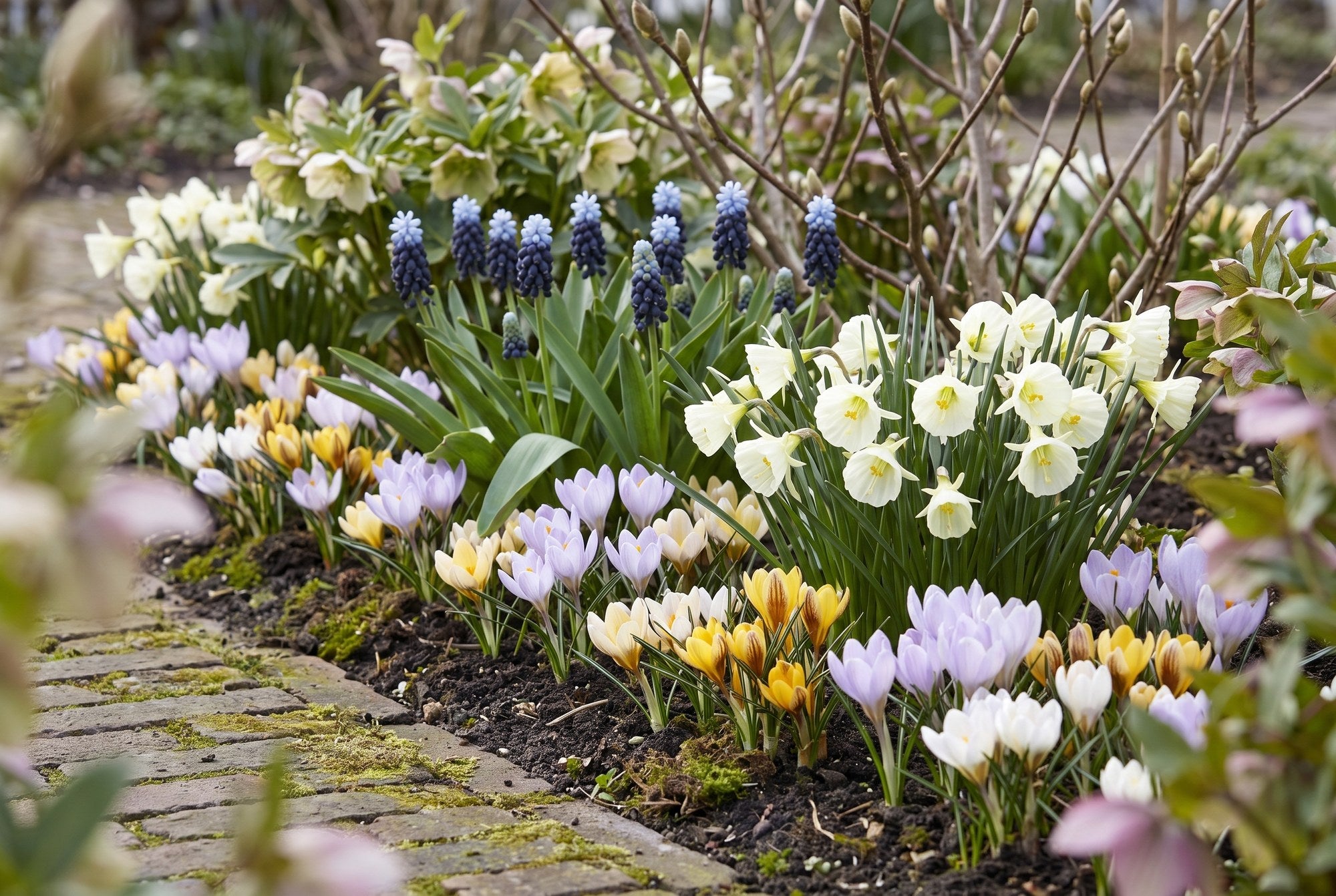 Jardin naturel — Printemps précoce