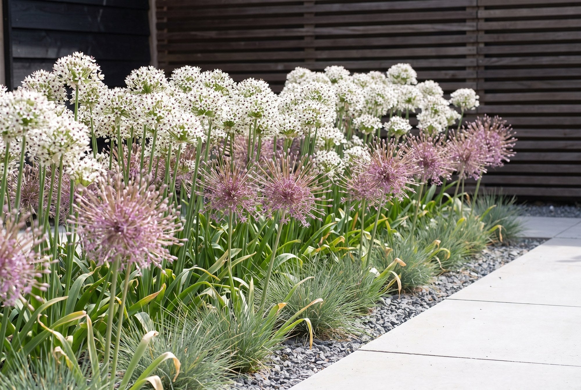 Jardin moderne épuré — Bulbes majestueux