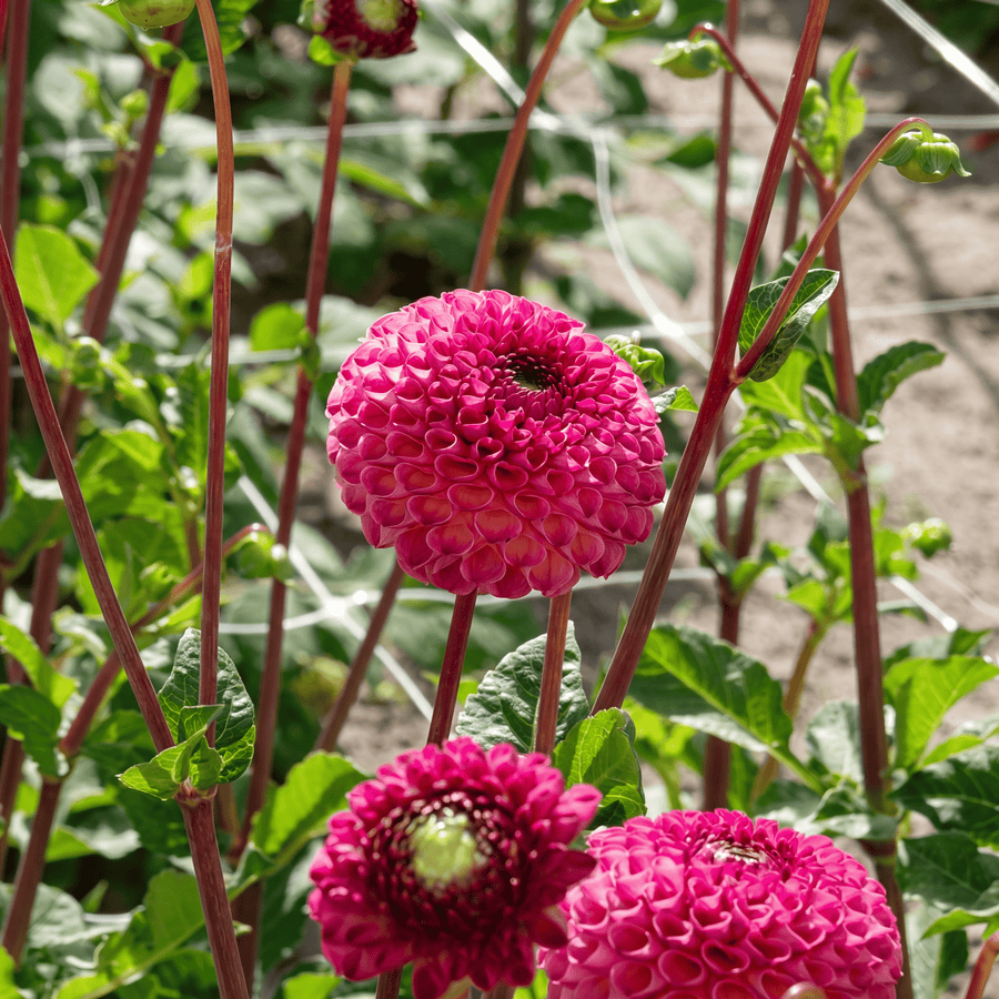 Dahlia Burlesca