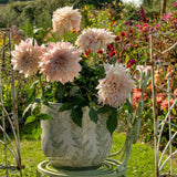 Dahlia Cafe au Lait