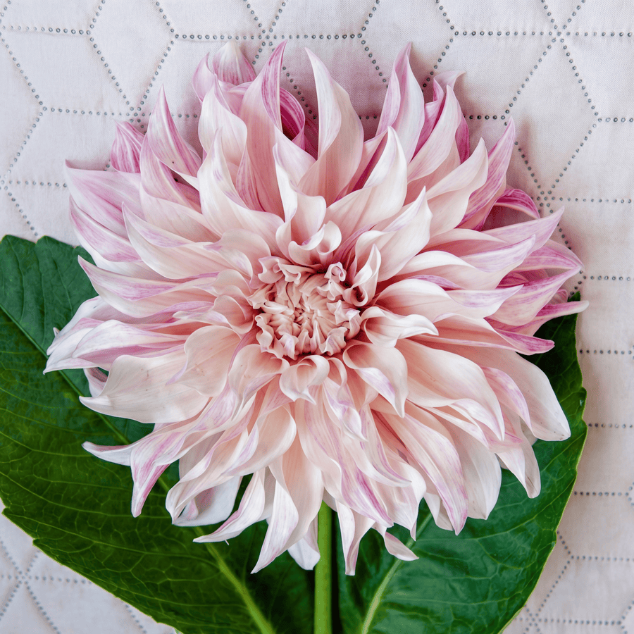 Dahlia Cafe au Lait Twist