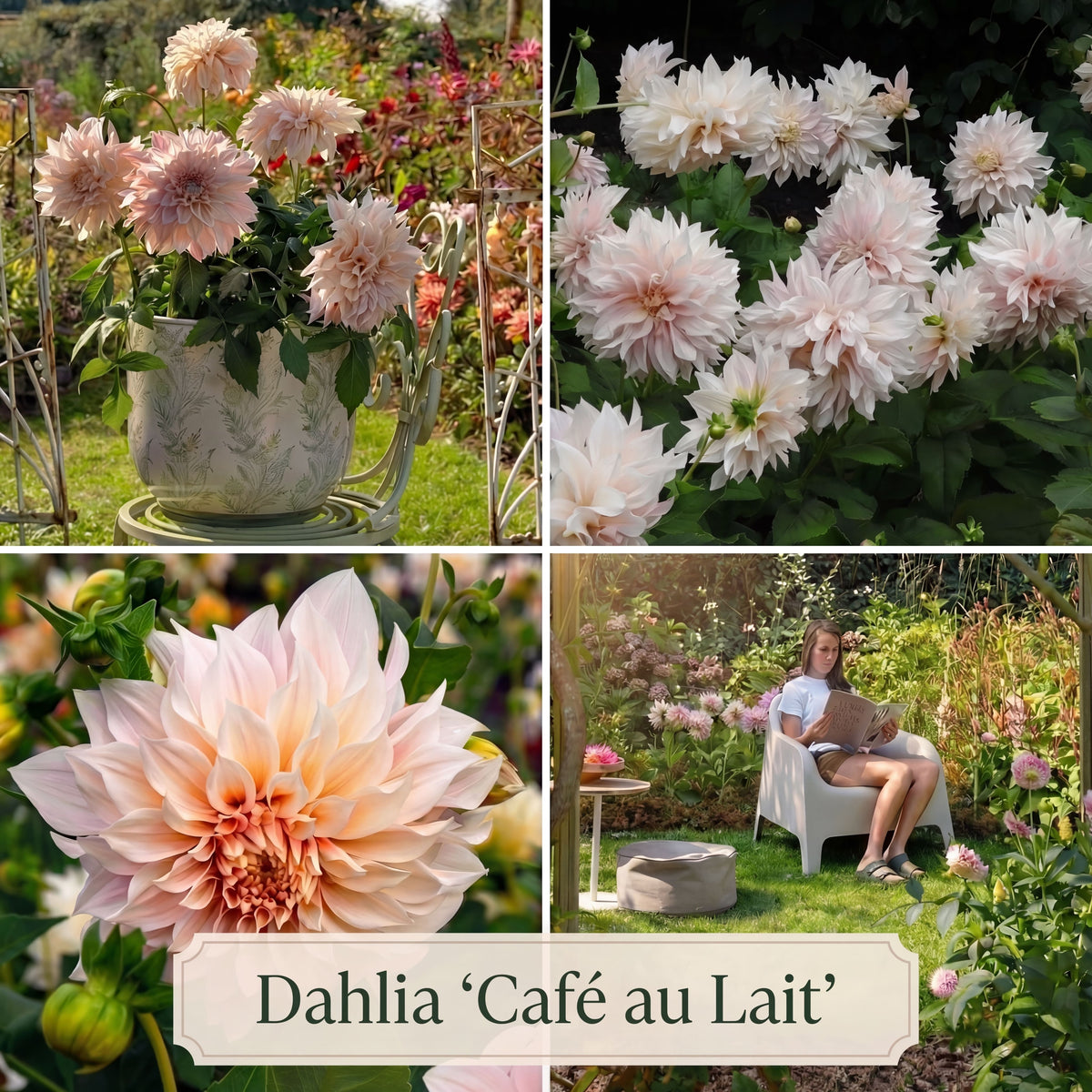 Collection Jardin d’Été de Dahlias