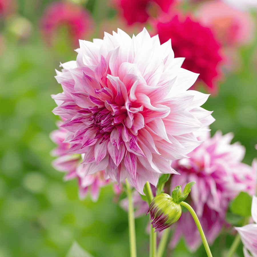 Dahlia Cafe au Lait Rose