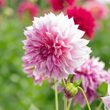 Dahlia Cafe au Lait Rose