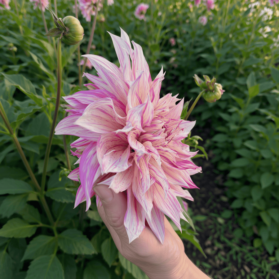 Dahlia Café au Lait Royal