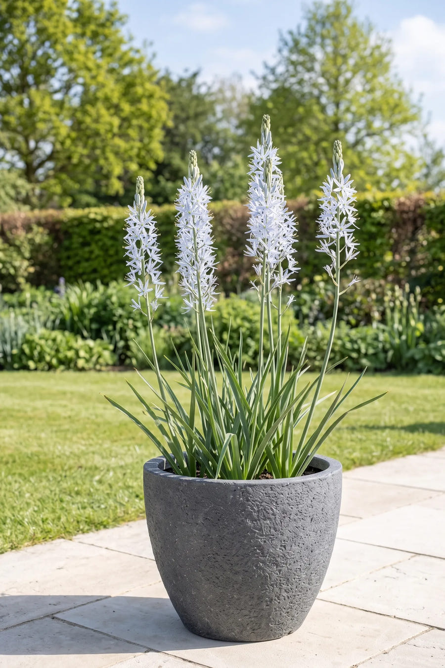 Camassia Cusickii — in pot op terras