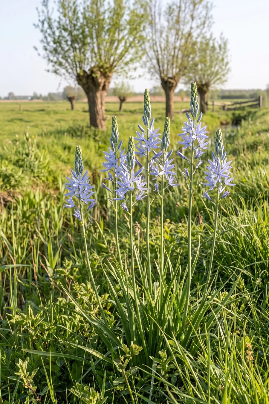 Camassia Leichtlinii Blue — in de border