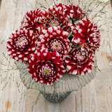 Dahlia Checkers