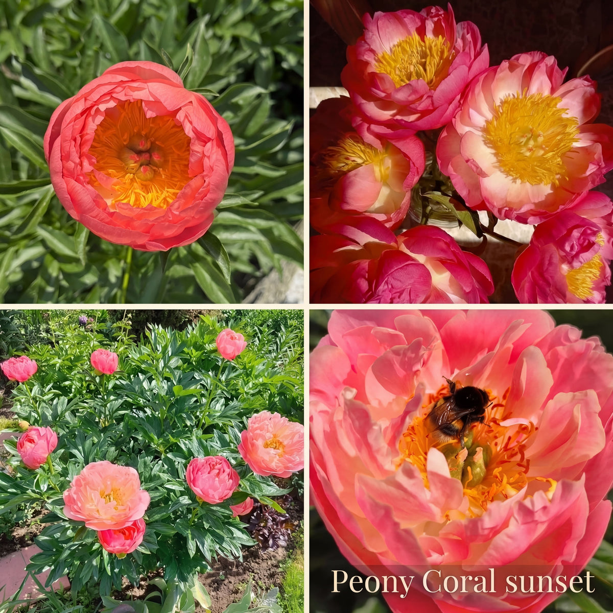Collection Jardin d’Été de Pivoines