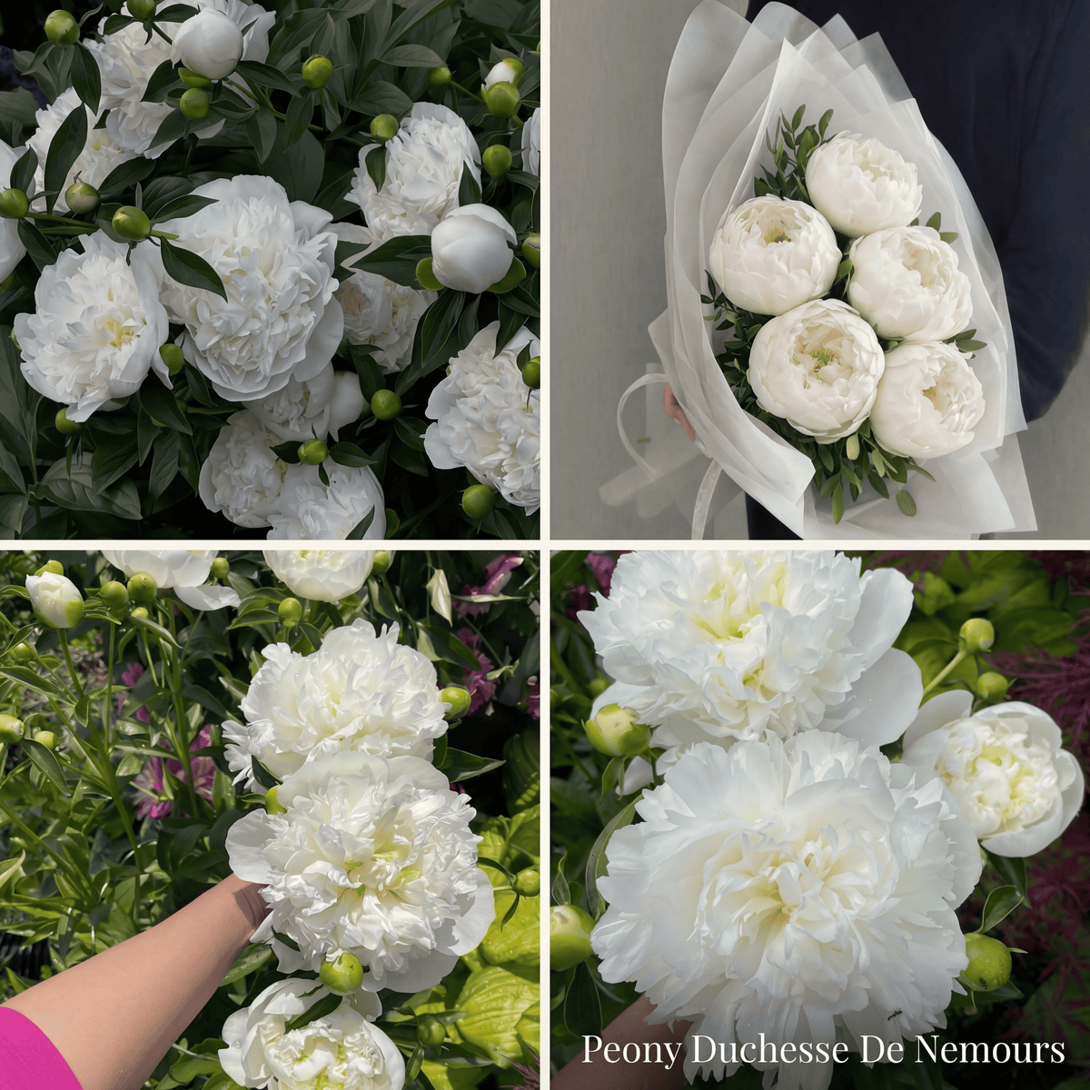 Collection Jardin d’Été de Pivoines