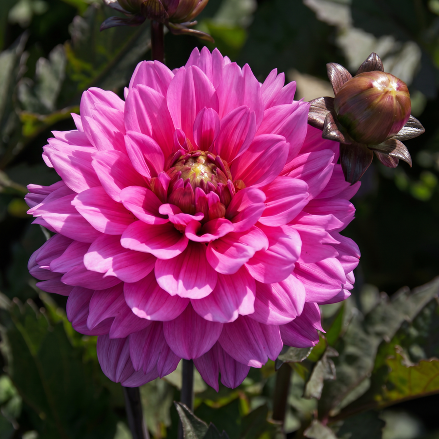 Dahlia Melody Fanfare