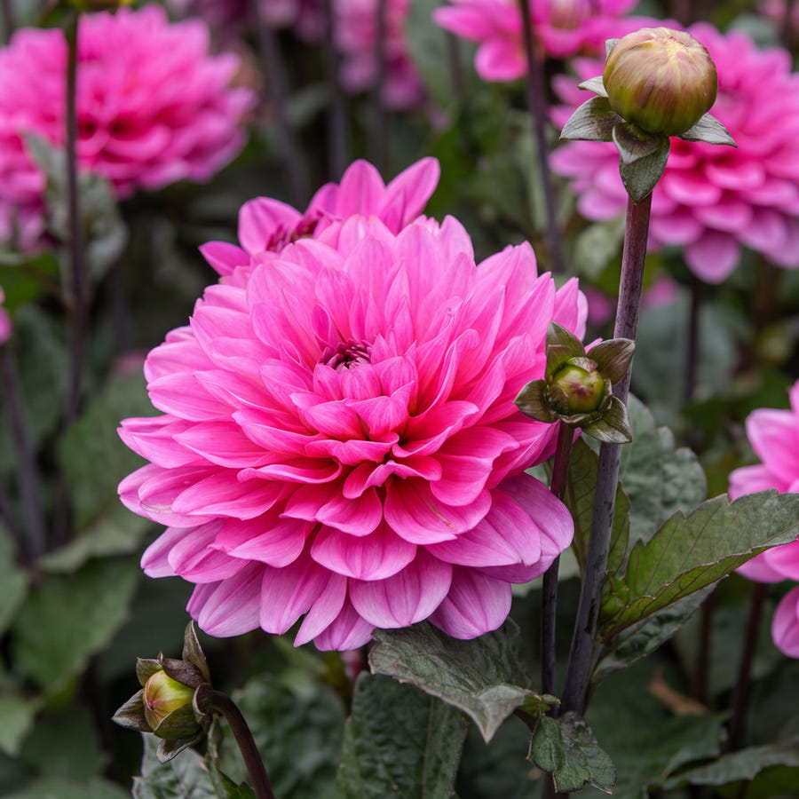 Dahlia Melody Fanfare