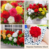Collection Jardin d’Été de Bégonias