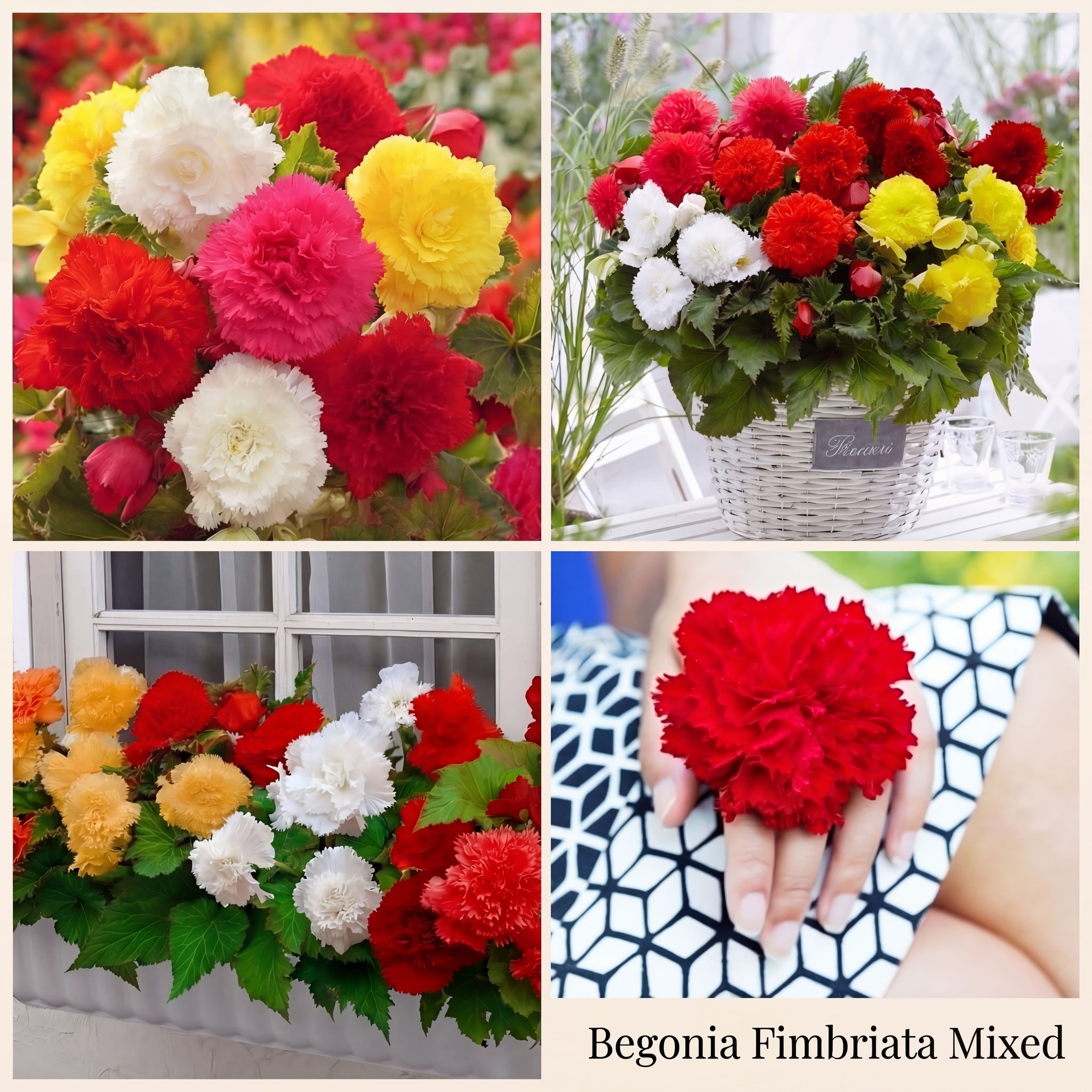 Collection Jardin d’Été de Bégonias