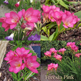 Collection Jardin d’Été de Freesias