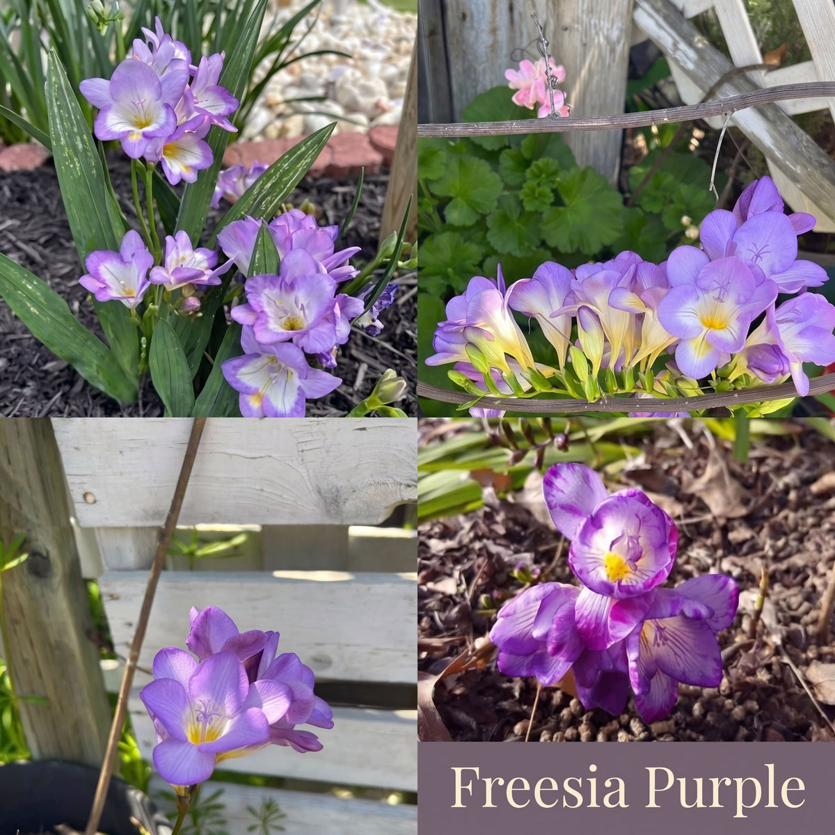 Collection Jardin d’Été de Freesias