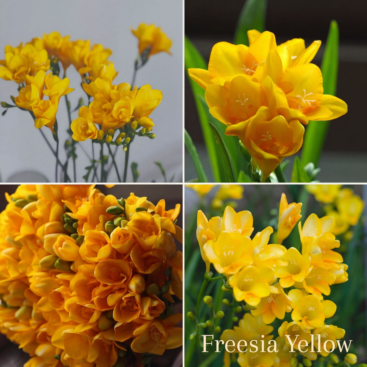 Collection Jardin d’Été de Freesias