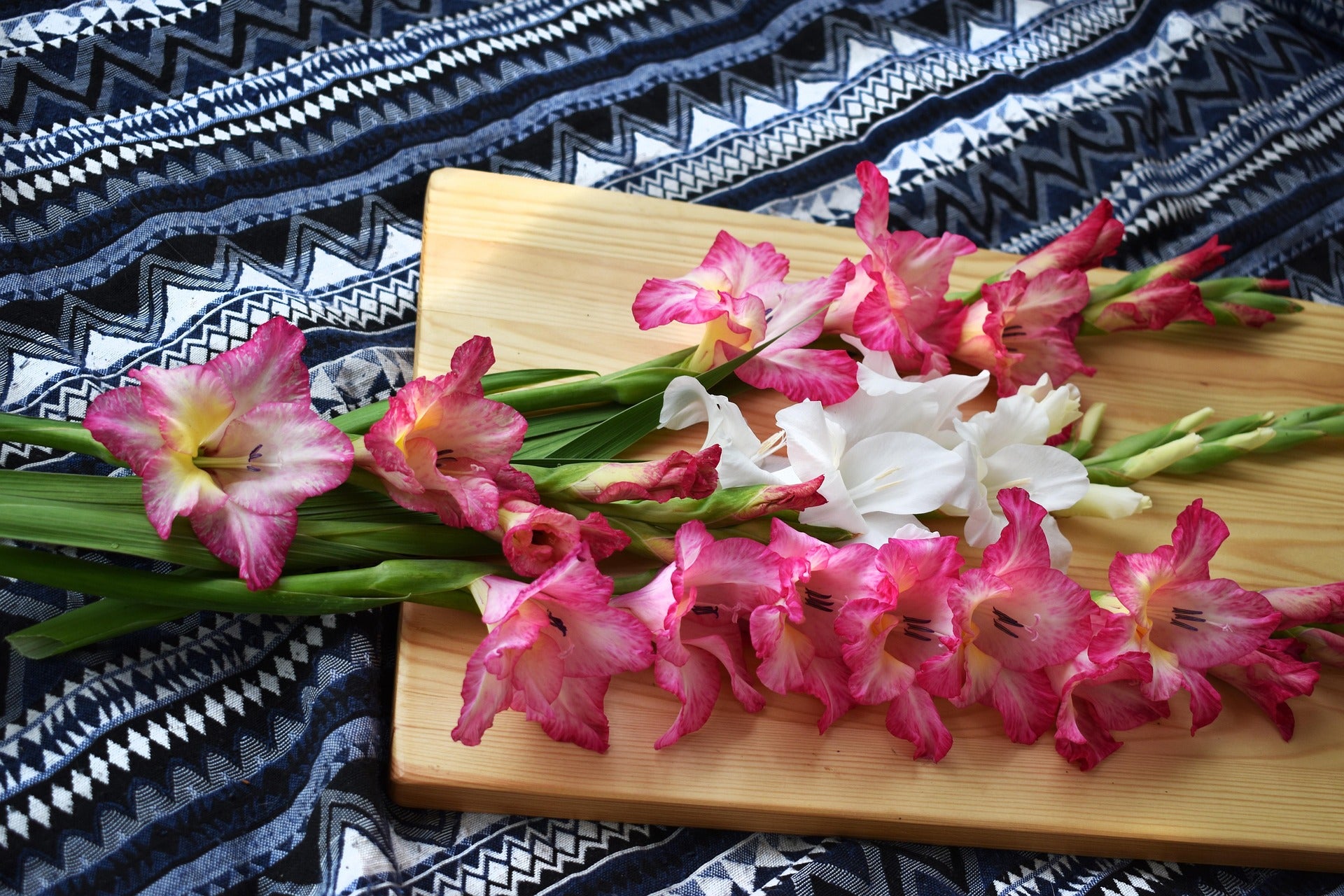 gladiolus.jpg__PID:514a2a87-d4f2-4f52-b950-2c00affd0261