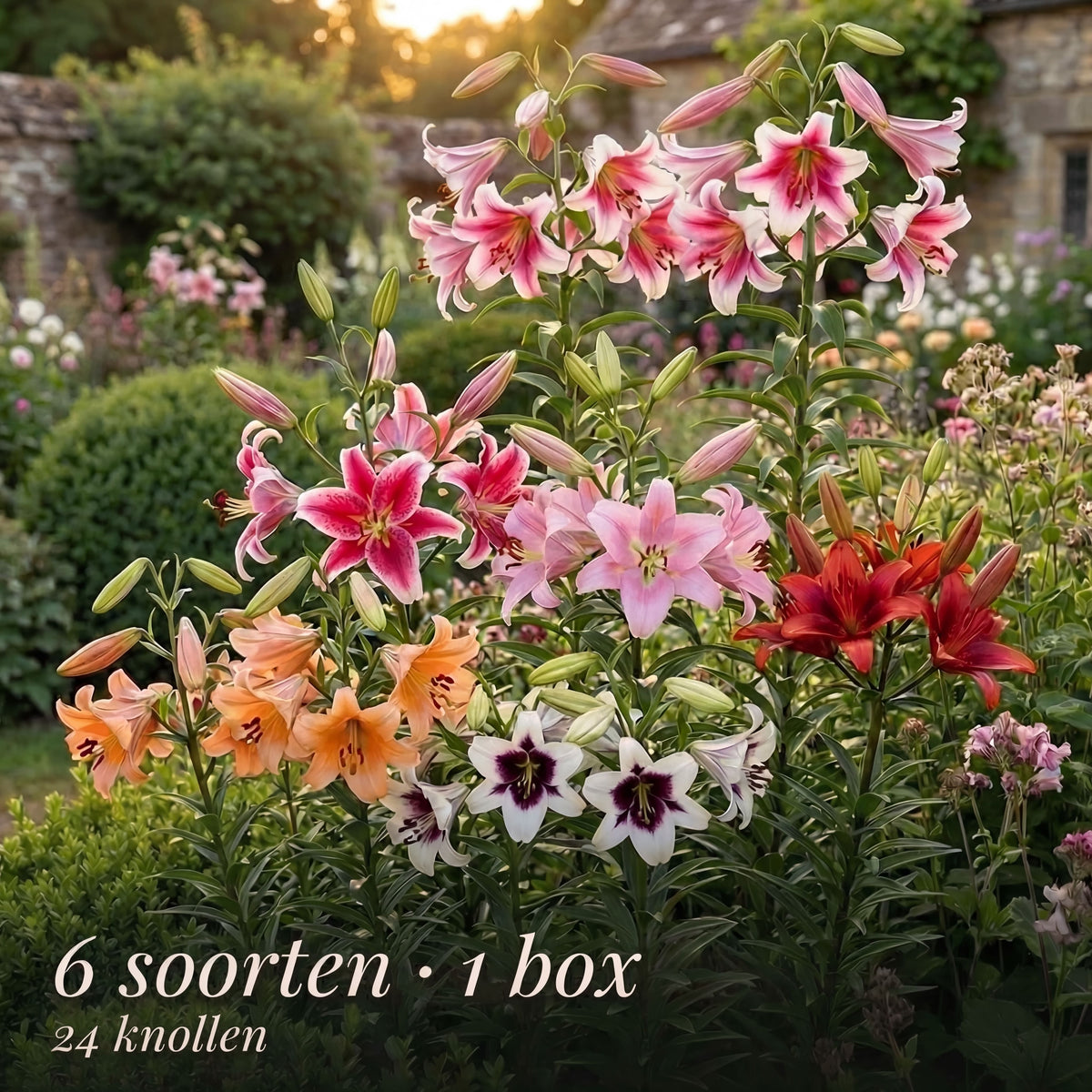 Collection Jardin d’Été de Lys