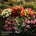 Collection Jardin d’Été de Bégonias